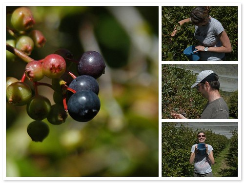 picking blueberries mosaic