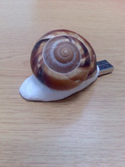 Snail Thumbdrive
