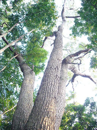 百年樟樹