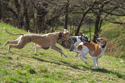 Whippets in action (Nisha, Pluto and Coco)