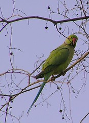 Parakeet on a dhok tree