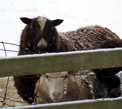 black and white sheep closeup