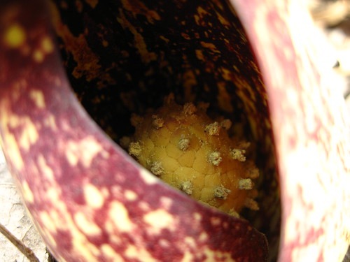 skunk cabbage spadix inside the spathe