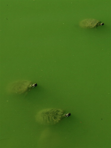 turtles in green tea?