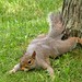 Jersey - Squirrel Splat!