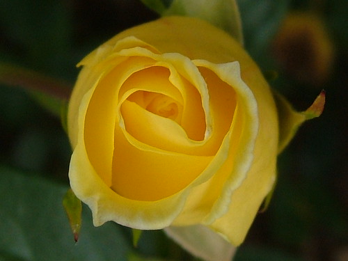 Yellow rose by snopek