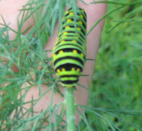 Caterpillar by cicerocat