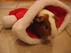 O Christmas Pig!