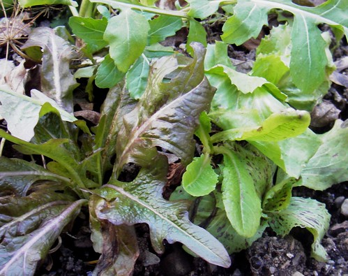 winter lettuce
