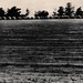 Bales of Hay Outside Augusta, Ga, 1970s