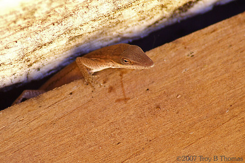 Anole_20070120_4; Photography by Troy Thomas