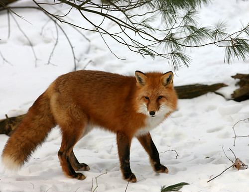 red fox sitting. Red fox