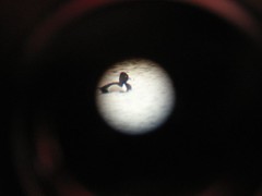 first digiscope pic