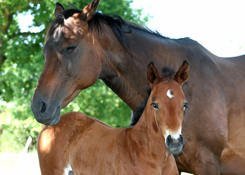 pictures of quarter horses. QUARTER HORSES - MARE amp; FOAL