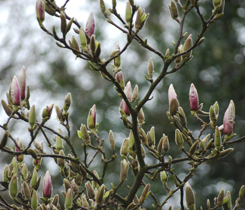 magnolia 3-17-07