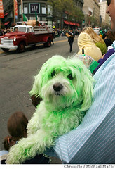 Green dog celebrates St. Patrick's Day