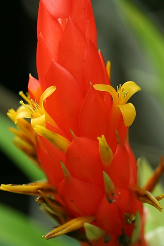 Bromeliad flower