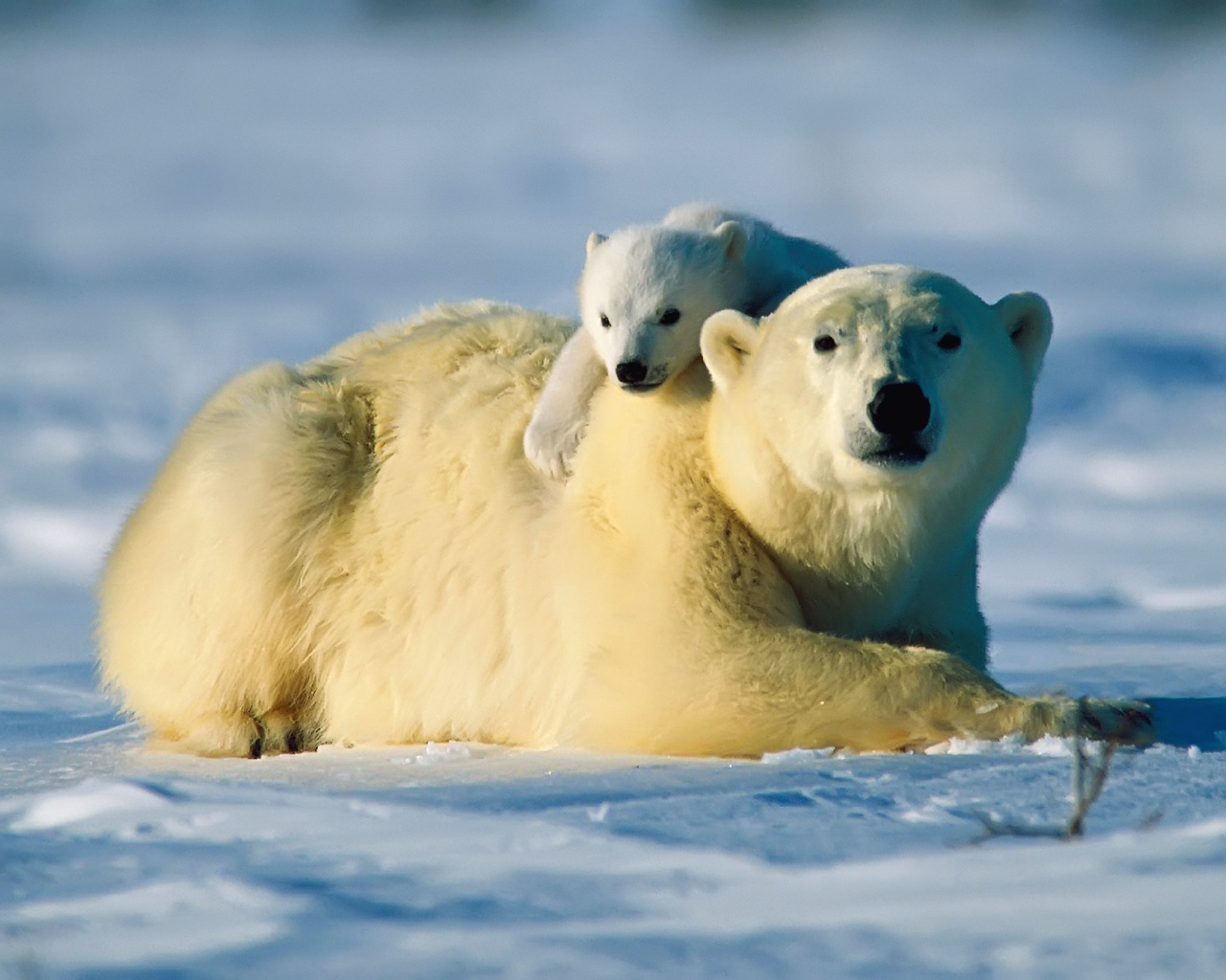 Polar bear cub and mom wallpaper