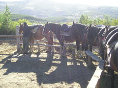 Our horses