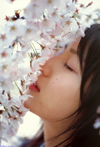 SAKURA - cherry blossoms