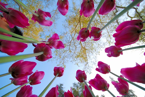Tulips Carousel @ Descanso Gardens