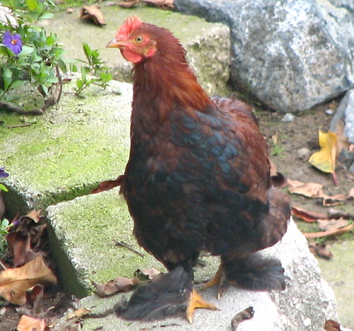 The Redbrown Hen