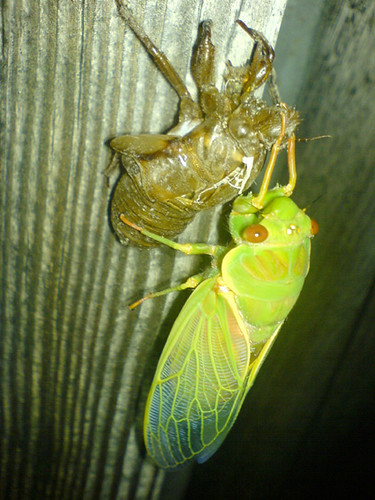 cicada11