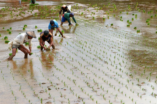 farm farming rice farmer worker rice planting seedling luisisana laguna Pinoy Filipino Pilipino Buhay  people pictures photos life Philippinen  菲律宾  菲律賓  필리핀(공화국) Philippines,rural