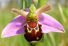 BEE ORCHID Ophrys apifera - by naturalhistoryman