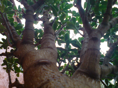 money plant crassula. Crassula ovata - Money Tree