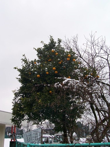 Oranges in the snow