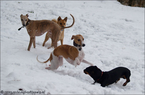 Whippets, Dachshound and the sweet Spitz-mix