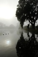 Foggy morning/Hagley Park