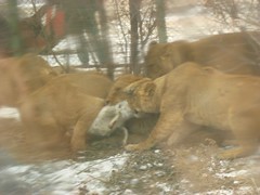 Tigers attacking a lamb