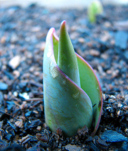 Baby Tulip