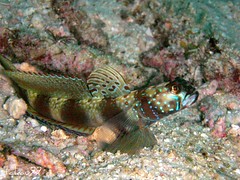 Metallic Shrimp Goby, Surin Islands Thaialnd