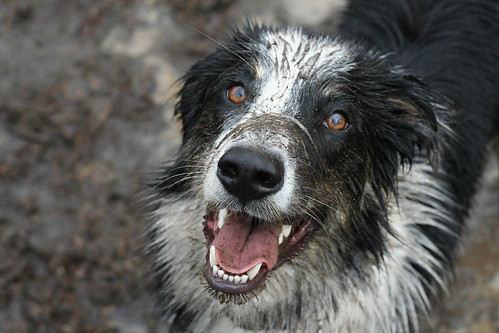 mud puppy extraordinaire