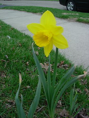 first daffodil of spring!