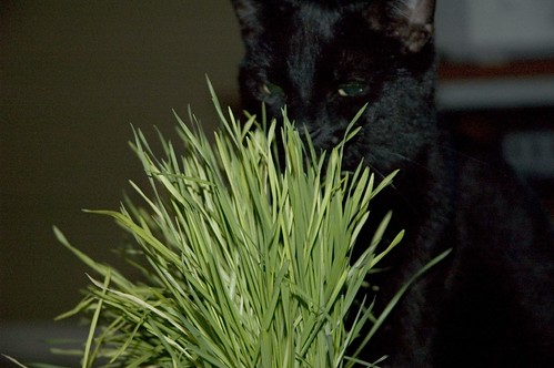 She looks high, but I swear this is just CAT grass.