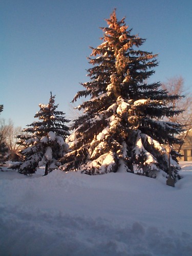 spruce trees covered with snow
