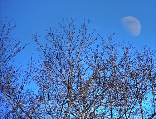 Moon in the Treetops