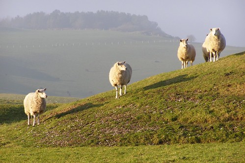 Dorset sheep 01 by treehouse1977, on Flickr