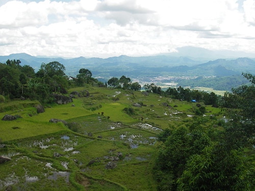 Toraja Rice Terraces