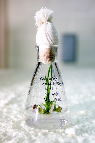Young rice plants being grown using tissue culture
