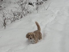 雪に喜ぶ犬たち