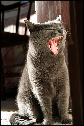 picture of yawning cats_2