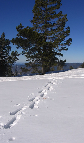 Snowshoe tracks, Yosemite