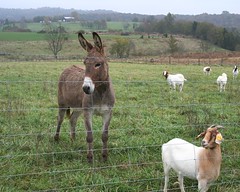 Donkey protecting goats