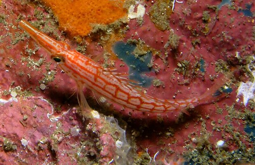 Oxycirrhites typus - Longnose Hawkfish (Richelieu Rock)