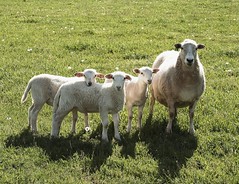 Ewe with triplets